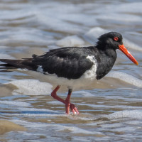 Pied Oystercatcher
